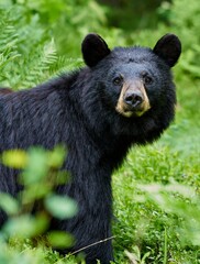 Vertical shot of an American black bear standing among green plants in the forest during daytime
