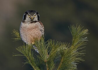 Shallow focus shot of a northern hawk owl perching on a pine tree branch with blur background