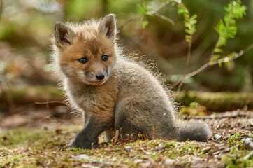 Naklejka premium Red fox kit sitting on the grass in the woods on a sunny day with blur background