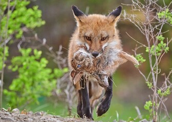 Red fox walking in the woods carrying a rabbit prey in its mouth with blur background