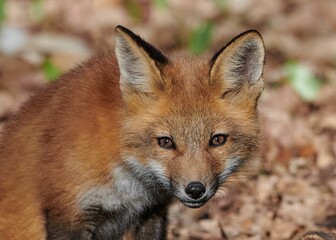 Fototapeta premium Closeup portrait of a young red fox (vulpes vulpes) on a sunny day with blur background