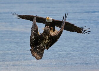 Powerful bald eagle and a brown hawk flying over a blue sea