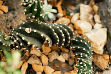 Close-up of a green cactus