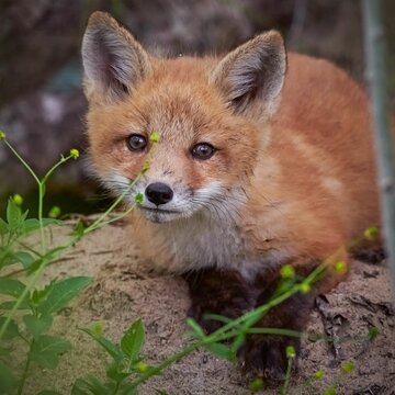 Closeup shot of a cute fluffy baby red fox in a forest