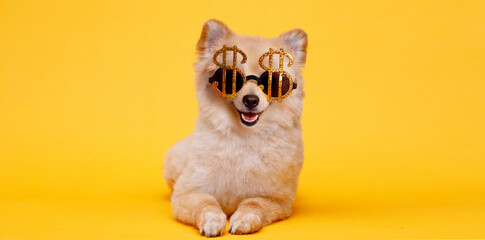 Smiling dog breed Pomeranian in funny glasses on trendy background. Free space for text.