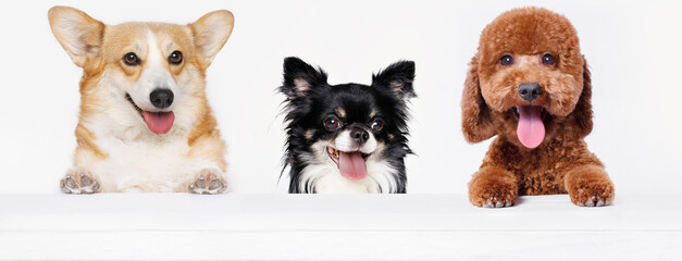 Funny portrait dogs on white table. Lovely fluffy cat licking lips. Free space for text. Mockup for...