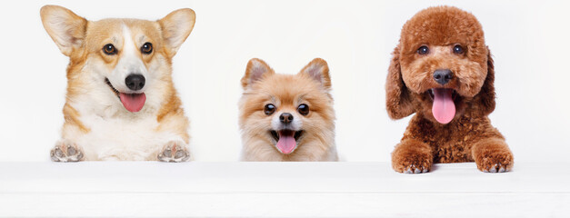 Funny portrait dogs on white table. Lovely fluffy cat licking lips. Free space for text. Mockup for...
