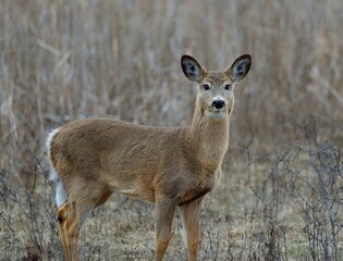 Young deer standing in the field at daytime