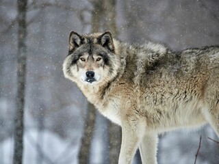 Young timberwolf in the forest in wintertime