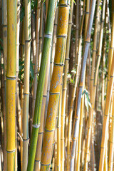 Bamboo stems during a sunset
