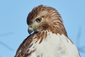 Close-up shot of a Red-tailed hawk on a blurred background