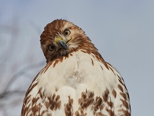 Close-up shot of a Red-tailed hawk on a blurred background
