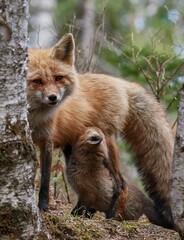 Cute kit foxes in the forest in spring