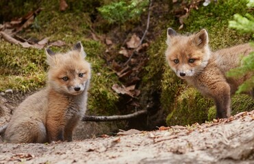 Cute kit foxes in the forest in spring