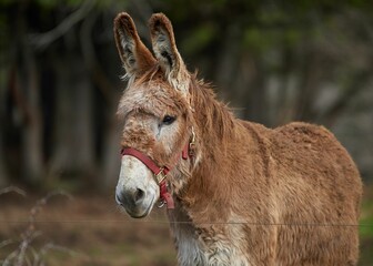 Brown donkey standing next to a wire fence in a field