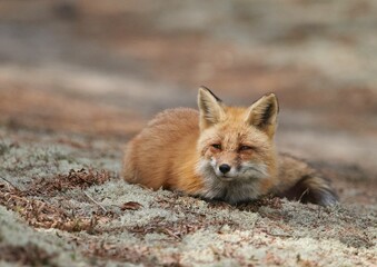 Cute fox in the forest in spring