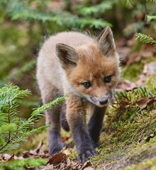 Cute kit fox in the forest in spring