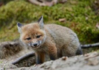 Cute kit fox in the forest in spring