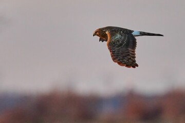 Closeup of a Harrier Hawk (Circinae) during its flight against blurred background