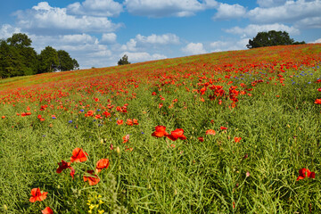 Beautiful summer day over poppy field