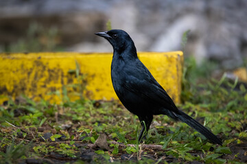 crow on the ground