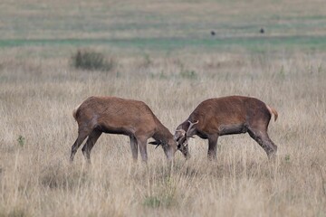 Naklejka na ściany i meble Pair of red deer fighting with antlers during rutting season in the UK