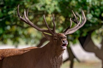 Naklejka na ściany i meble Large red deer with antlers growling on a rural field in the UK