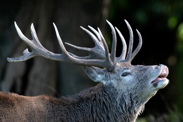 Large red deer with antlers growling on a rural field in the UK