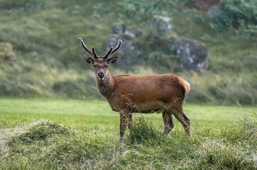Large red deer with antlers grazing on a rural field in the UK