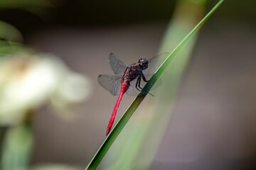 Selective focus shot of a red Australian damselfly on a reed