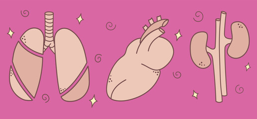 Set of human organs for donation in pink color. Vector illustration in doodle flat style.