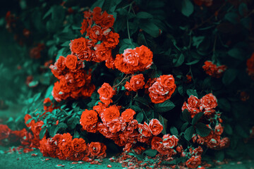 Beautiful scarlet rose flowers fade, dropping red petals on the asphalt. The transience of beauty.