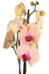 Plakat orchid isolated on white