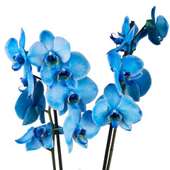 Fototapeta na wymiar blue orchid flower on white backround