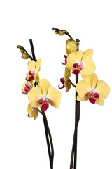 yellow orchid flower and butterfly