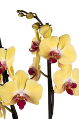 yellow orchid on white