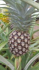 pineapple in the garden