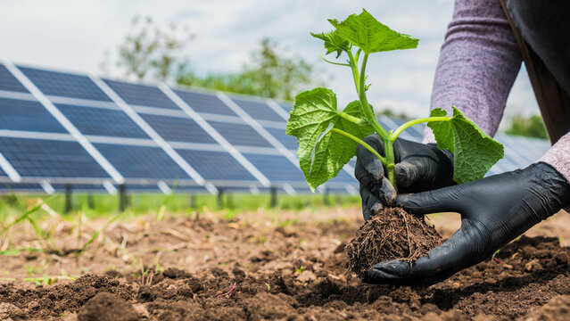 Farmer eats seedling in vegetable garden, in the background of solar power plant panels