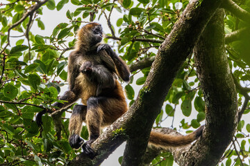 Obraz premium Spidermonkey