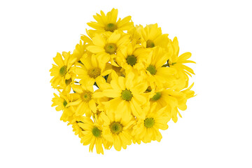 yellow flowers isolated on white background