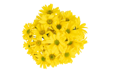 yellow flowers isolated on white background