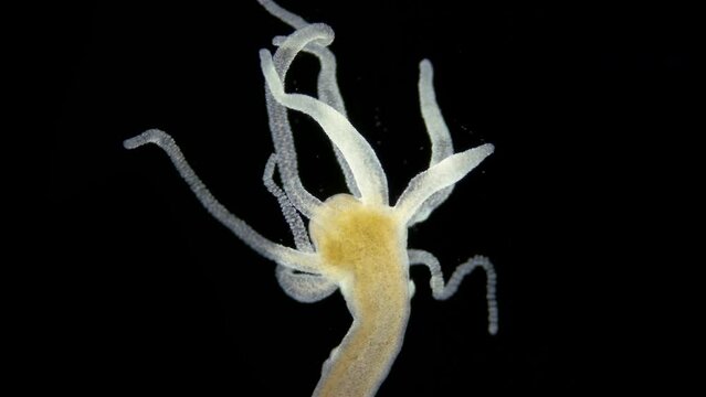 Freshwater Hydra, Hydrozoa and Infusoria Kerona polyporum, family Oxytrichidae, Trichodina under microscope. In video, they move around body of Hydra and are commensal.
