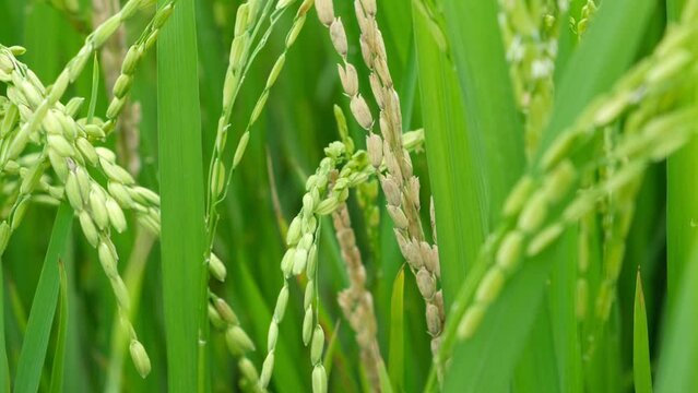 A Rice blast is a fungus that feeds on the rice plant.