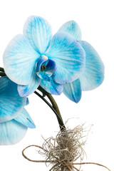 blue orchid flower