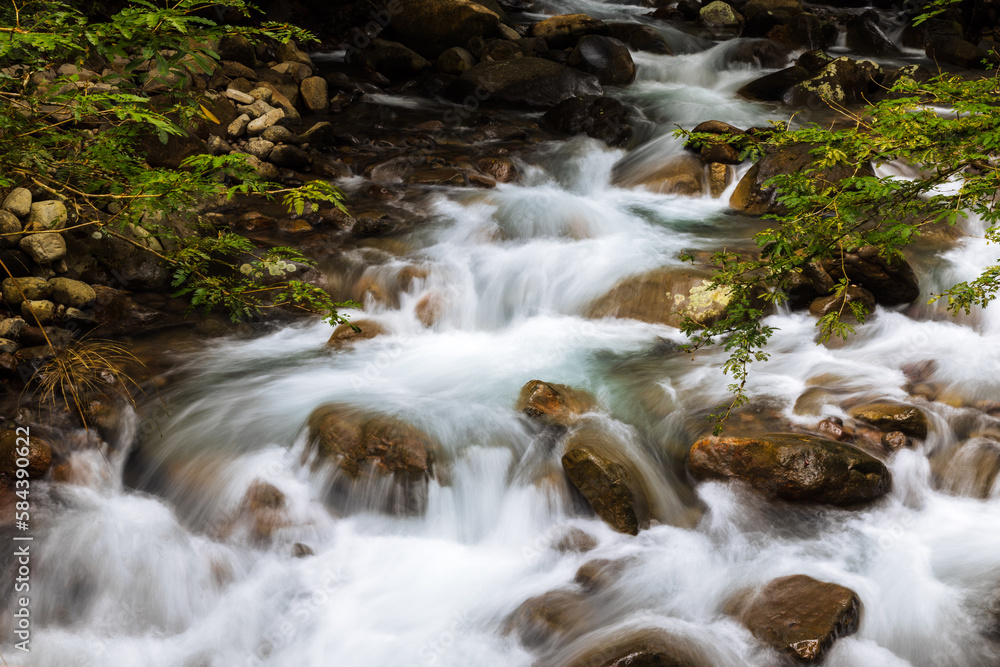 Canvas Prints stream in the forest