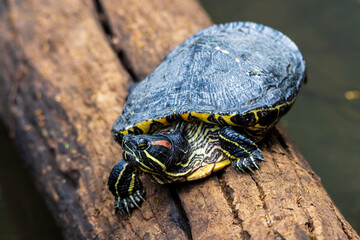 turtle on a log