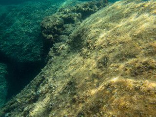 Vista subacquea del fondale con rocce e alghe.