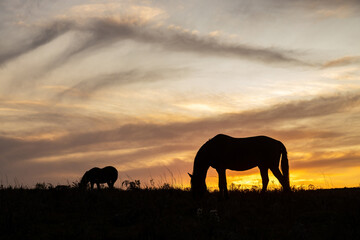 Fototapeta na wymiar Silhouette of two horses grazing at sunset time in Sao Francisco de Paula, Rio Grande do Sul, Brazil