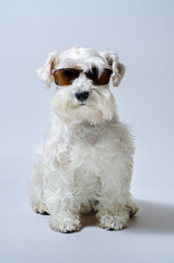 White Dog with dark glasses
