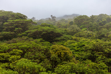 Fototapeta premium Rainforest 